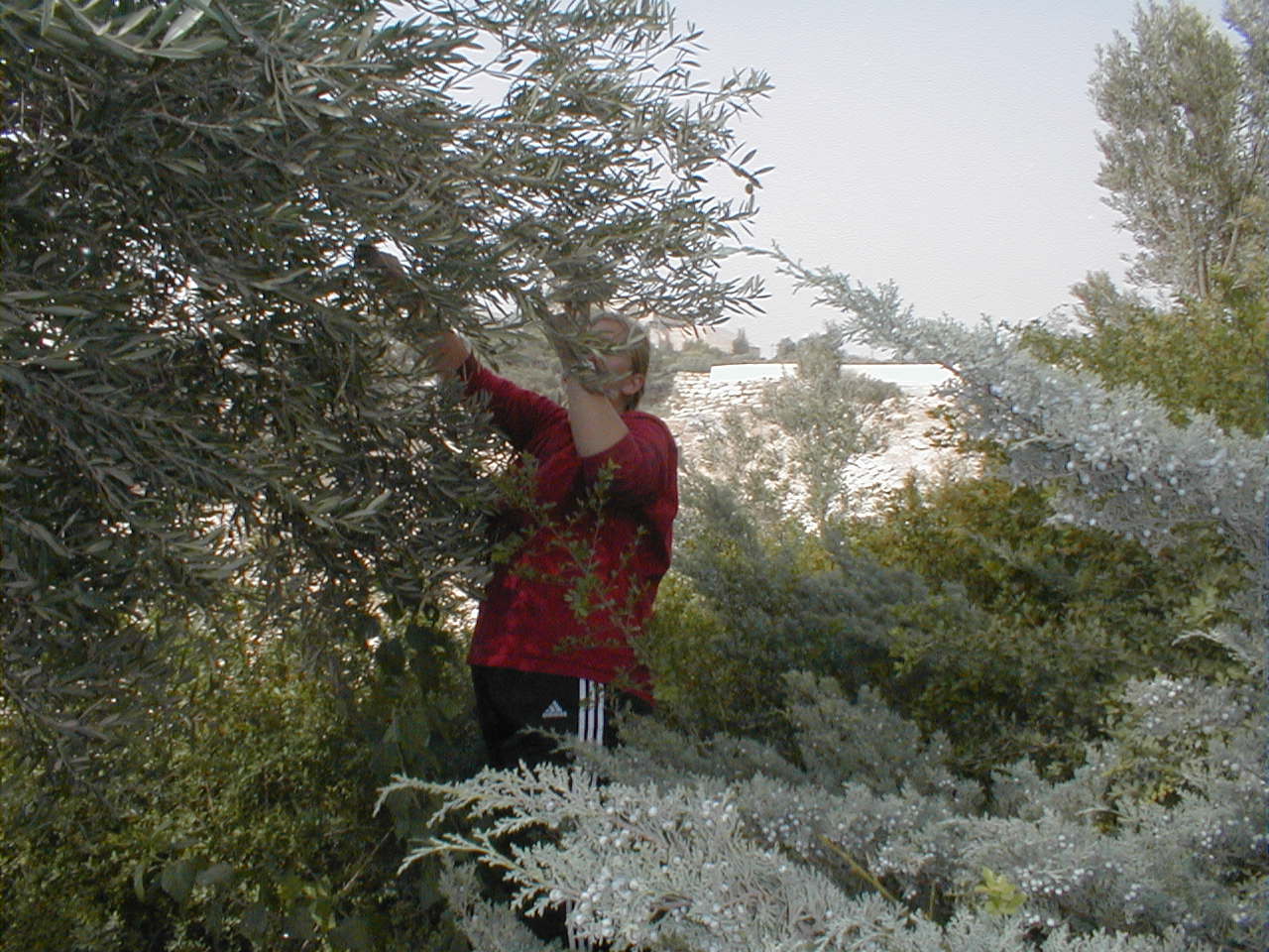 Olive Harvest - Leah.JPG