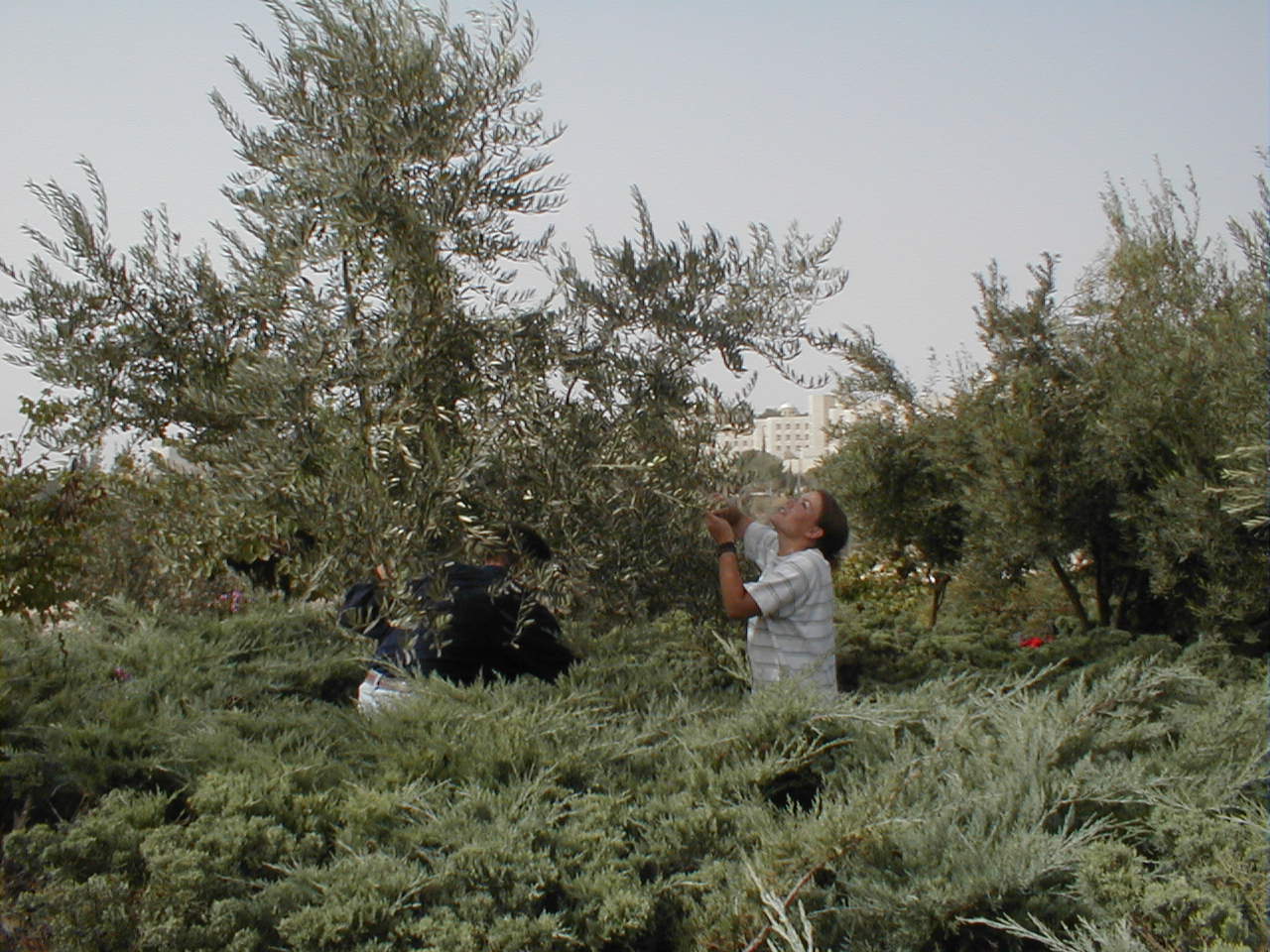 Olive Harvest - Lindsey.JPG