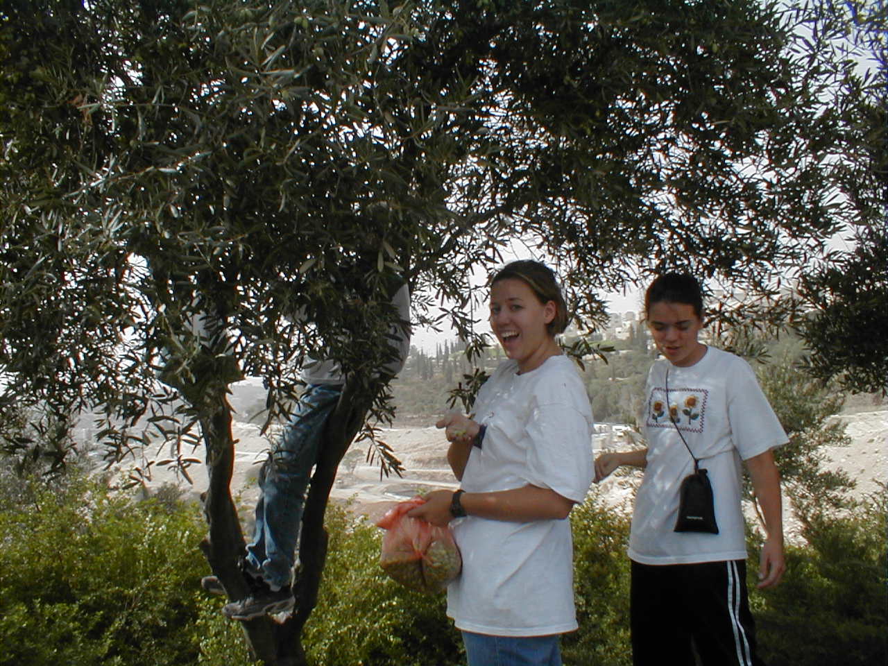 Olive Harvest - Minda and Janna.JPG