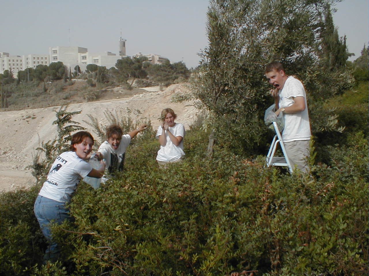 Olive Harvest - group.JPG