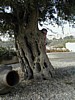 John the Bedouin peeking.JPG