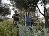 Olive Harvest - Alene and Mary K.JPG