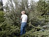 Olive Harvest - Emily.JPG