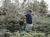Olive Harvest - Joseph.JPG
