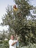 Olive Harvest - Kali and Melissa.JPG