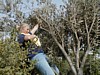 Olive Harvest - Kim D.JPG