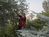 Olive Harvest - Leah.JPG