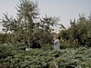 Olive Harvest - Lindsey.JPG