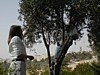 Olive Harvest - Mary Ann and Tracy.JPG