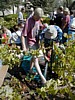 Winepress - Tracy.JPG