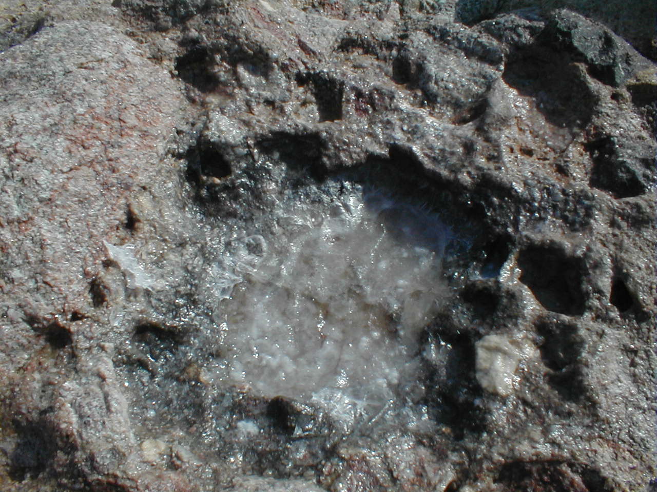 Red Sea salt puddle.JPG