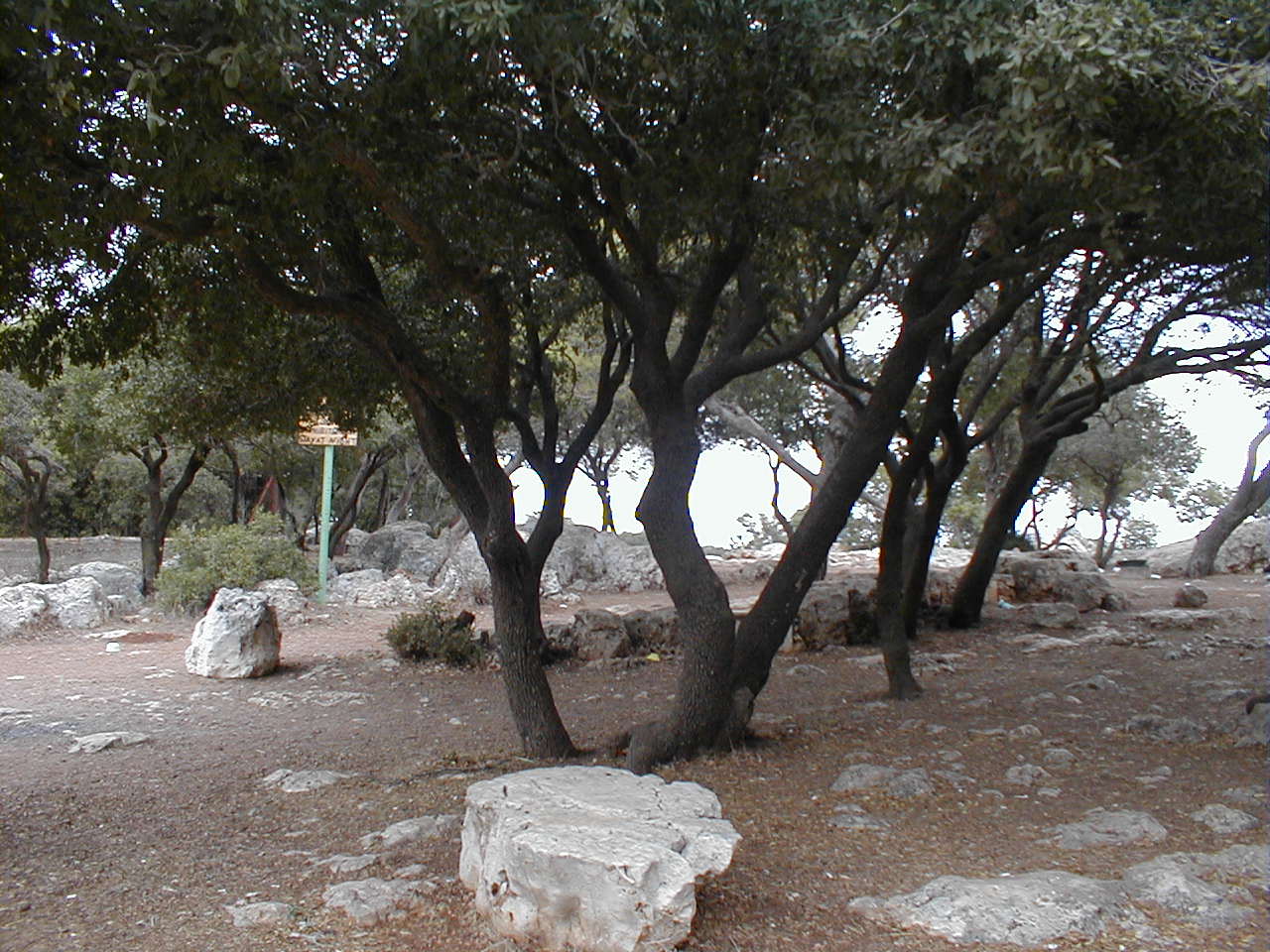 Asherah Grove on Carmel.JPG