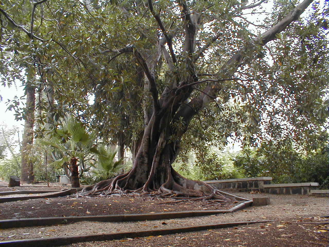 Beatitudes Cool tree.JPG