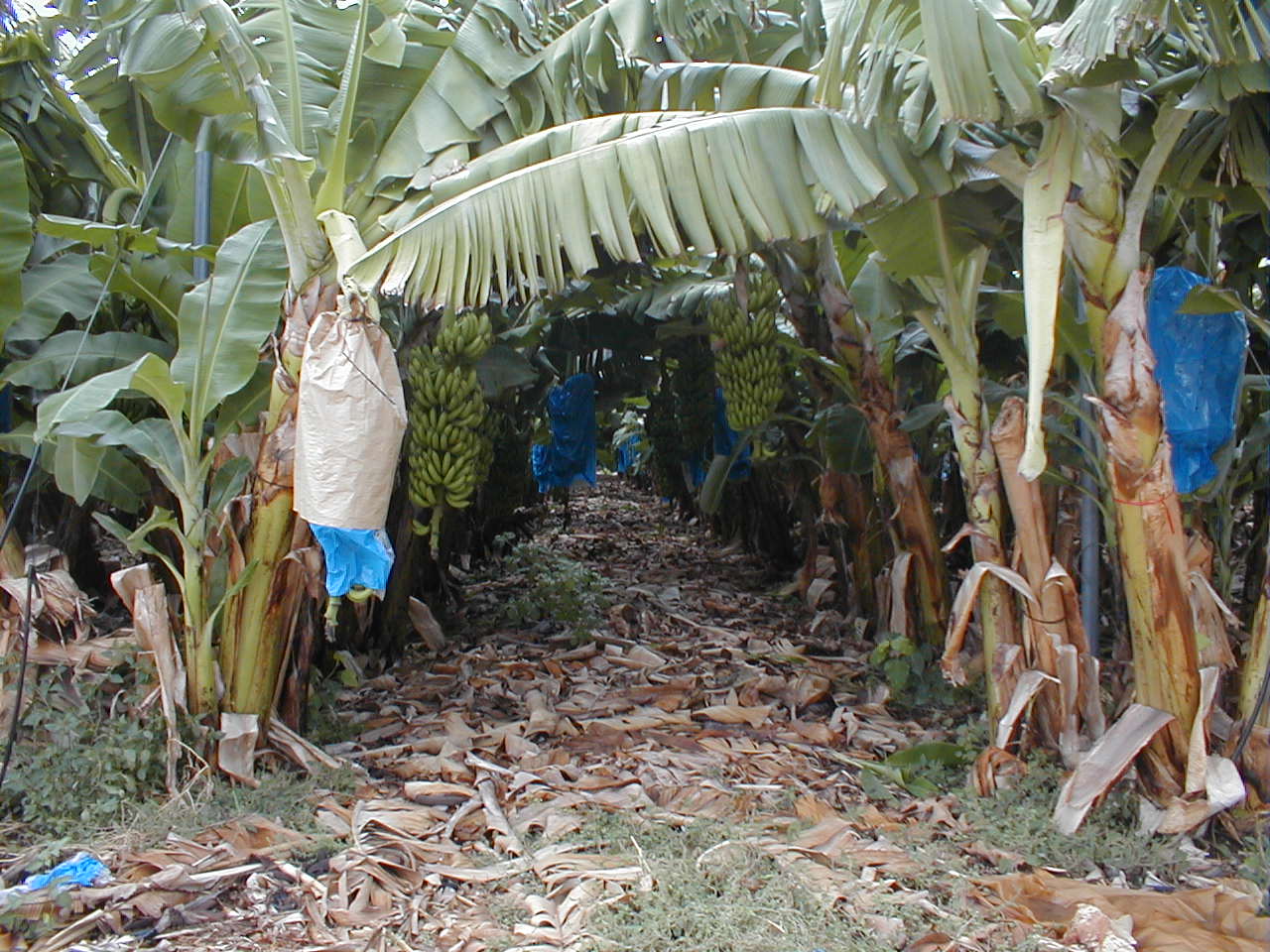 En Gev Bananas.JPG