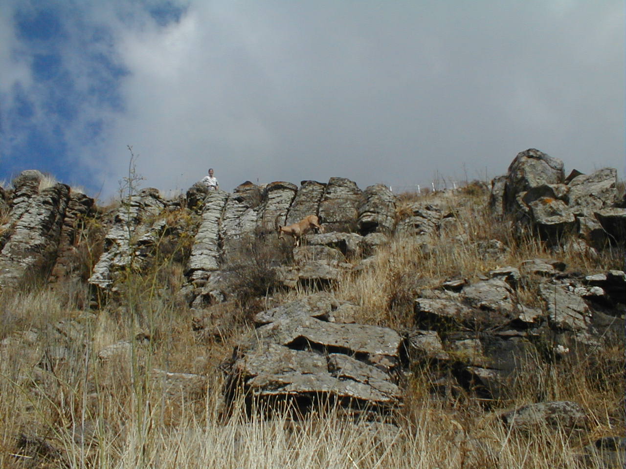Gamla Ibex.JPG