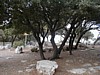 Asherah Grove on Carmel.JPG