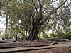 Beatitudes Cool tree.JPG