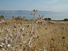 Galilee Thorns.JPG