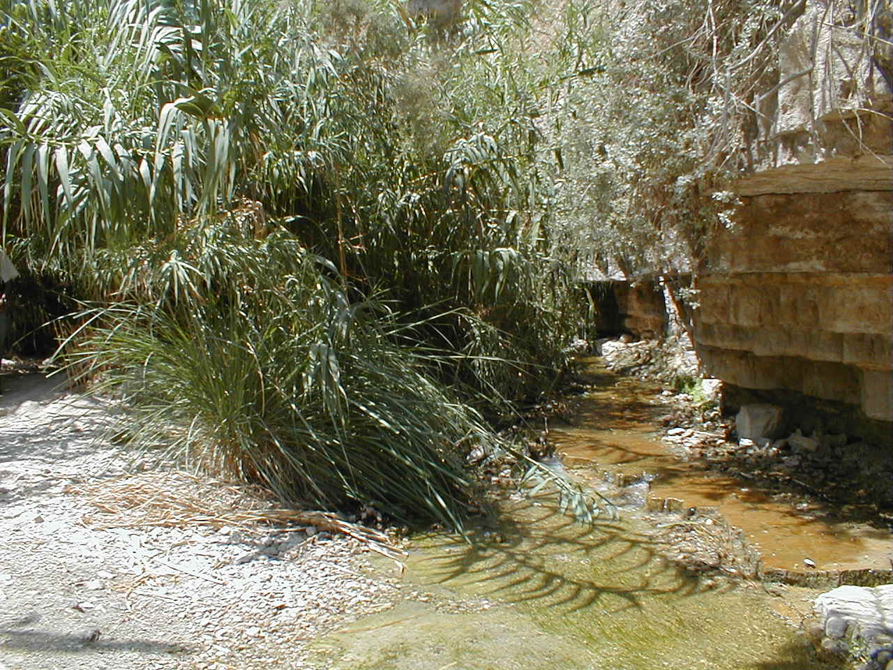 Ein Gedi 1.JPG