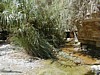 Ein Gedi 1.JPG