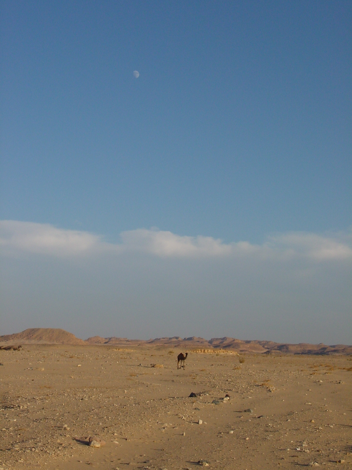 pic09.JPG
